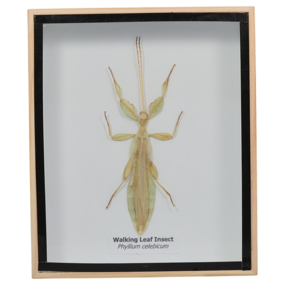 Framed Walking Leaf Insect - Phyllium Celebicum Specimen Display, 63FV: This framed display features a Walking Leaf Insect (Phyllium celebicum) specimen, preserved and mounted on a white backing within a light wooden frame with a black inner border. The insect exhibits re