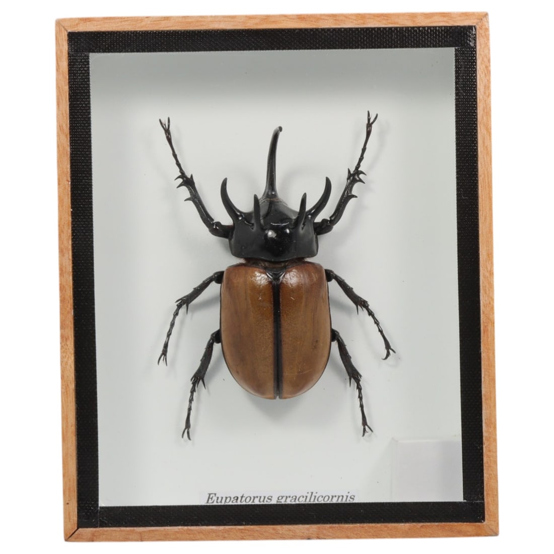 Framed Eupatorus Gracilicornis - Horned Rhinoceros Beetle Specimen Display, 51FV: This framed display features a male Eupatorus gracilicornis horned rhinoceros beetle specimen, preserved and mounted on a white backing within a light wooden frame with a black inner border. The beetl