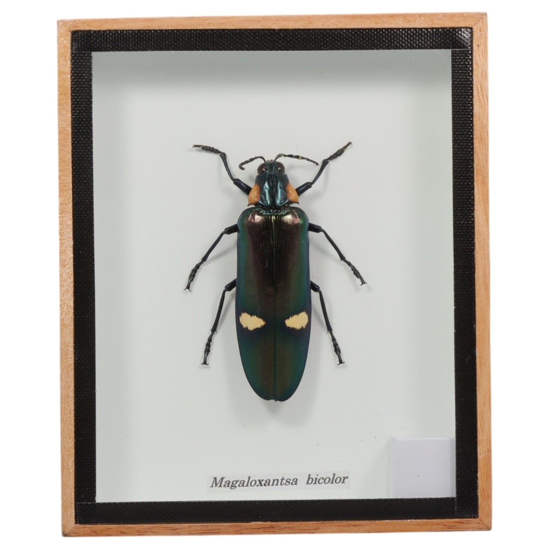 Framed Magaloxantsa Bicolor - Jewel Beetle Specimen Display, 54FV: This framed display features a Magaloxantsa bicolor jewel beetle specimen, preserved and mounted on a white backing within a light wooden frame with a black inner border. The beetle exhibits a strikin