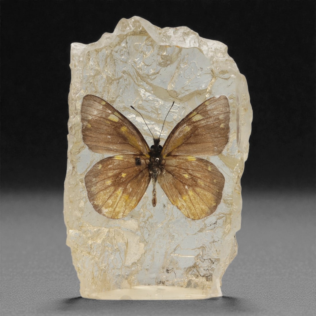 A Modern Resin-Encased Butterfly Specimen Decoration, 22FL: Composed of a preserved butterfly specimen embedded in clear, polished resin with a rough, naturalistic rock-like profile. The butterfly displays brown wings with subtle yellow markings, retained in a