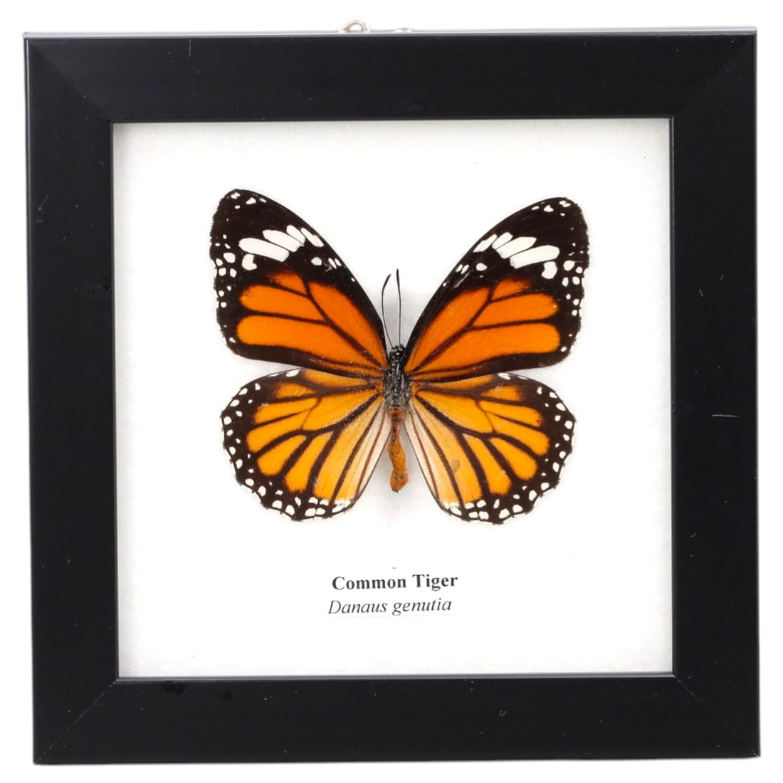 Framed Common Tiger Butterfly - Danaus Genutia Specimen Display, 74FV: This framed display features a Common Tiger (Danaus genutia) butterfly specimen, preserved and mounted on a white backing within a black square frame. The butterfly's wings exhibit striking orange and