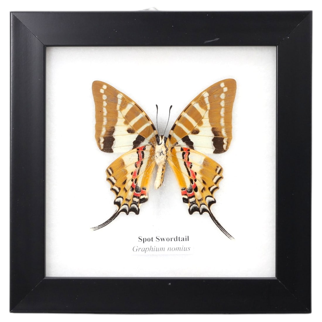 Framed Spot Swordtail - Graphium nomius Specimen Display, 10ZN: This framed display features a single preserved Spot Swordtail (Graphium nomius), characterized by its striking wing pattern of golden-brown, white, and black striping, complemented by vivid red and b