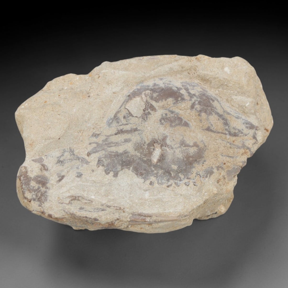 An Indonesian Crab Fossil Specimen in Matrix, 33FV: The specimen consists of a fossilized crab preserved in a light beige, sandy matrix, with the carapace and limbs partially exposed. The crab's exoskeleton exhibits a darker, purplish-brown hue, with v