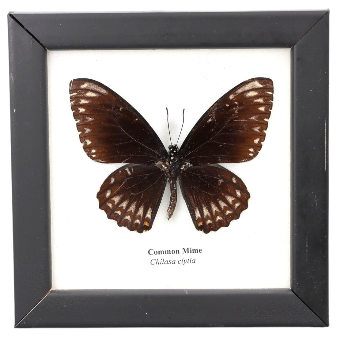Framed Common Mime - Chilasa Clytia Specimen Display, 77FV (1 of 1)