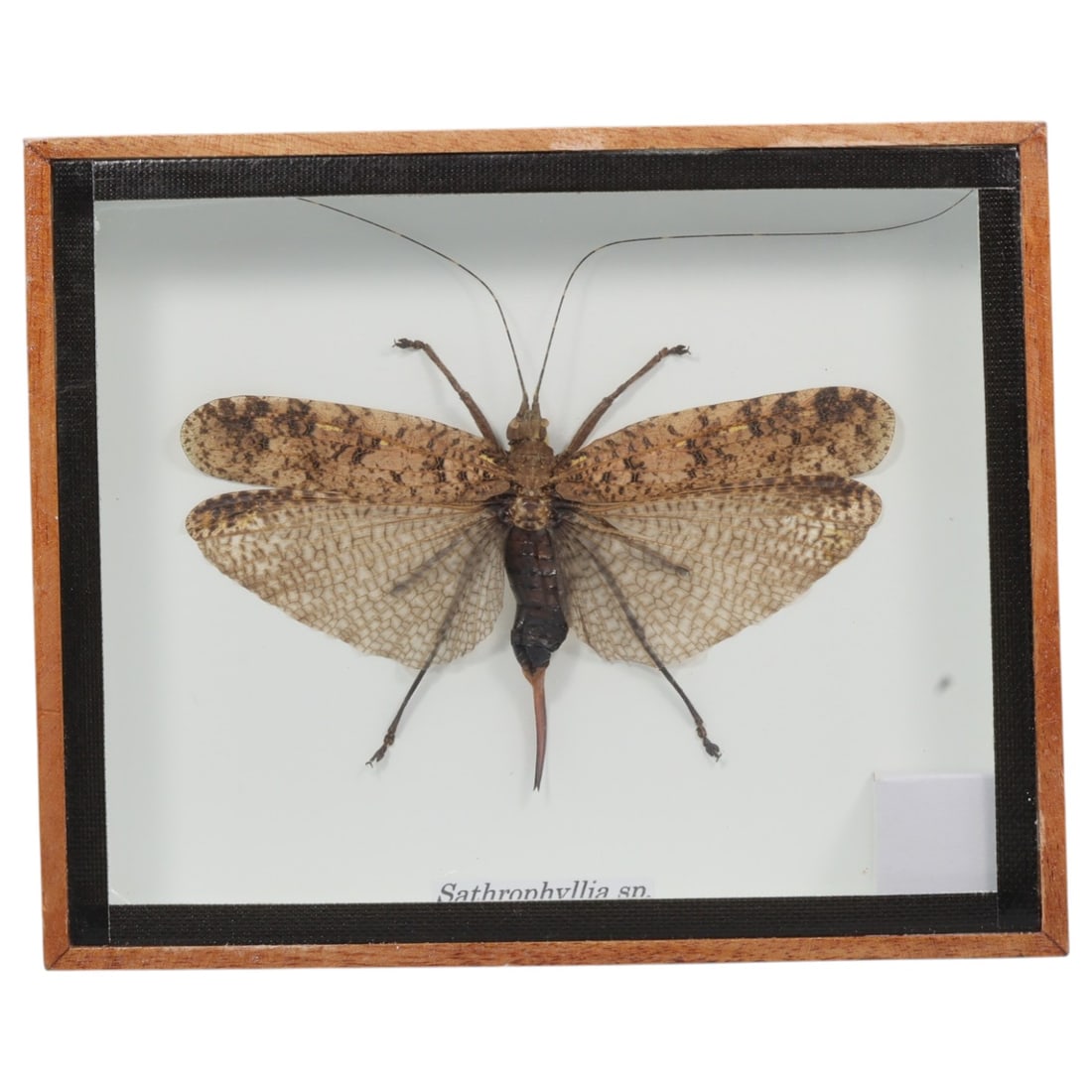 Framed Sathrophyllia sp. - Bush Cricket Specimen Display, 62FV (1 of 1)