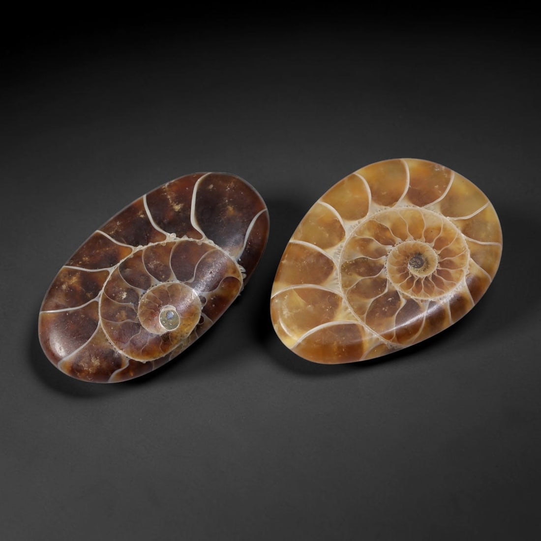 16.59 Carats Madagascan Ammonite Fossil - Polished Specimen, 41XB (1 of 2)
