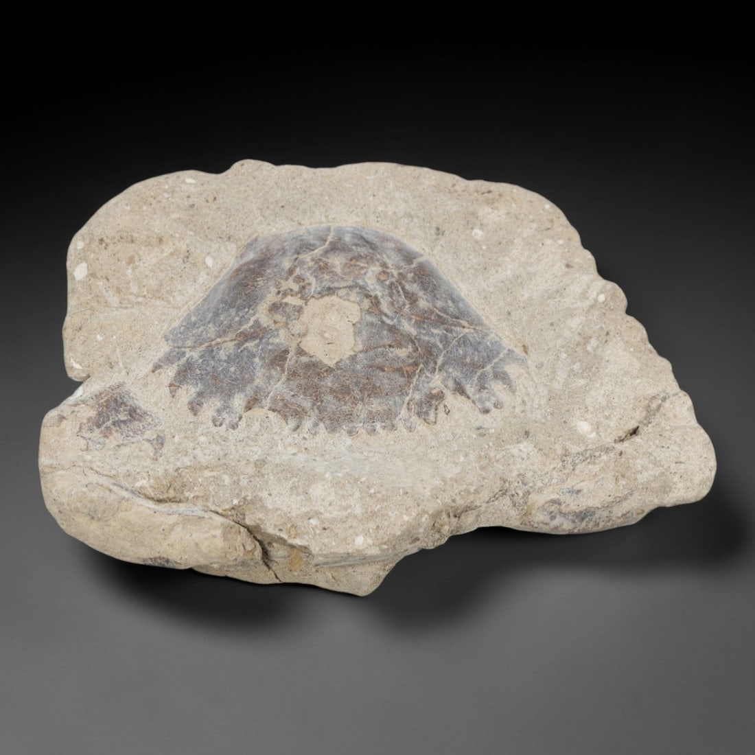 An Indonesian Crab Fossil Specimen in Matrix, 35FV: The specimen consists of a fossilized crab preserved in a light beige, sandy matrix, with the carapace and limbs partially exposed. The crab's exoskeleton exhibits a darker, purplish-brown hue, with v