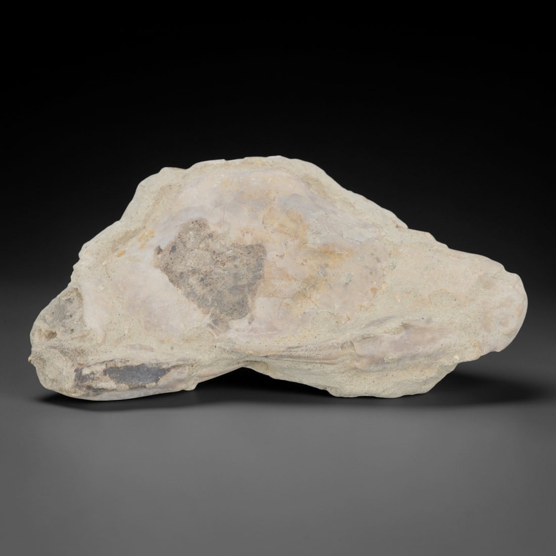 An Indonesian Crab Fossil Specimen in Matrix, 37FV (1 of 1)