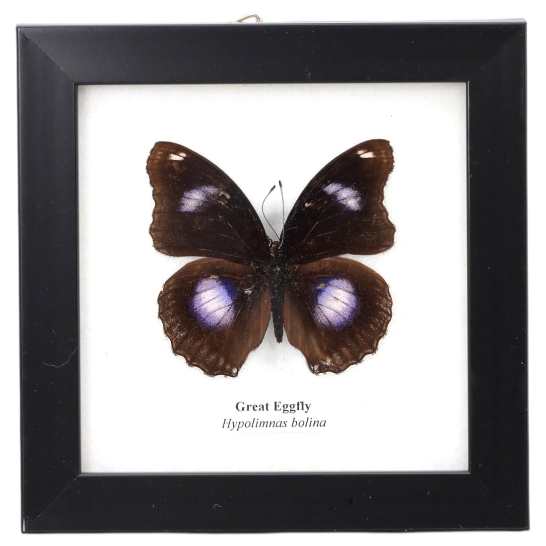 Framed Great Eggfly - Hypolimnas bolina Specimen Display, 11ZN: This framed display features a single preserved Great Eggfly (Hypolimnas bolina), characterized by its dark brown wings with iridescent purple-blue ocelli on both forewings and hindwings. The specimen