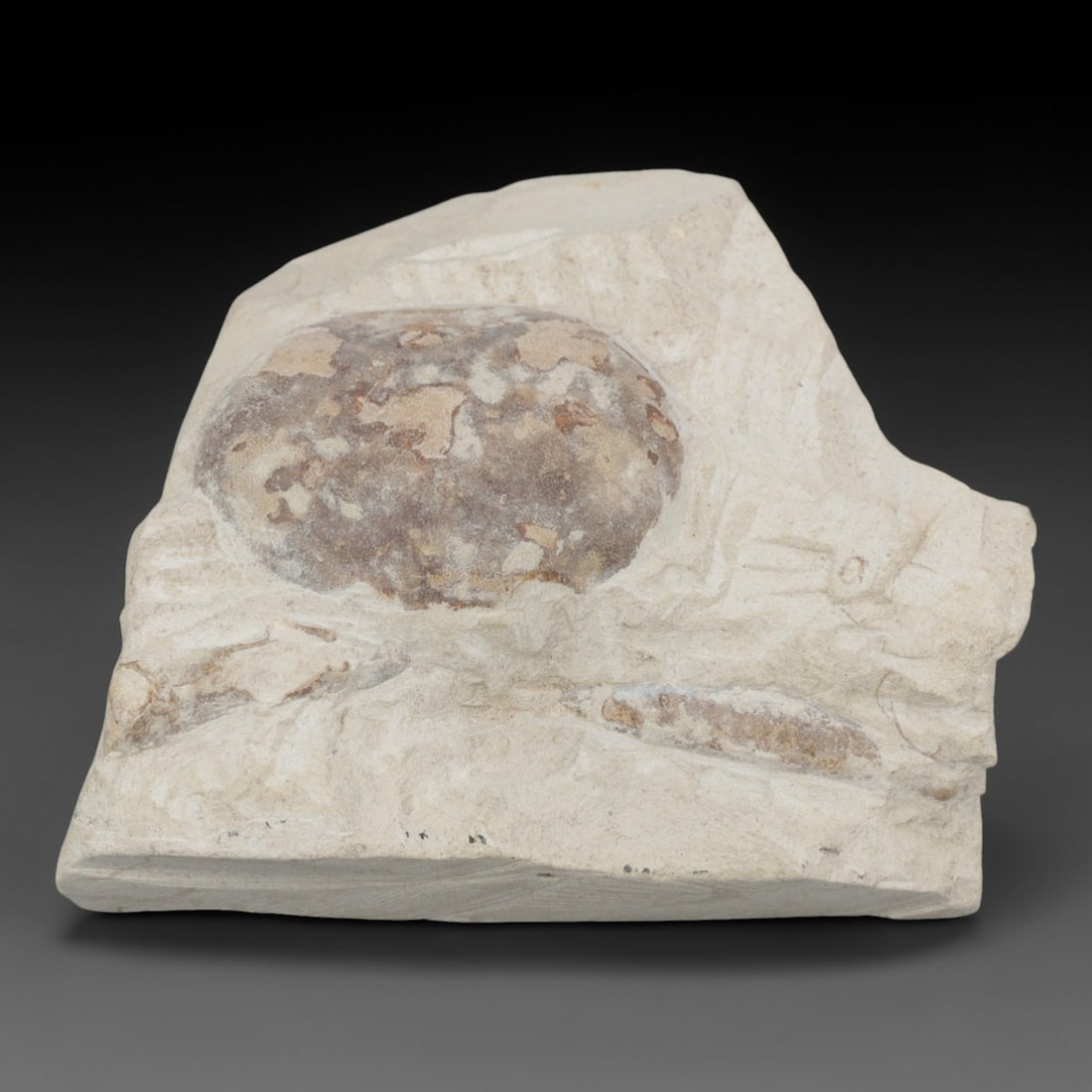 An Indonesian Crab Fossil Specimen in Matrix, 31FV (1 of 1)