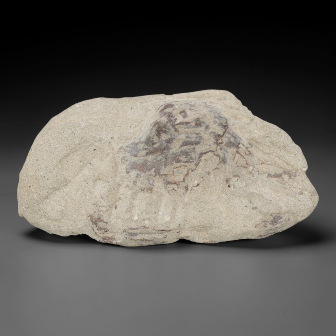 An Indonesian Crab Fossil Specimen in Matrix, 29FV (1 of 1)