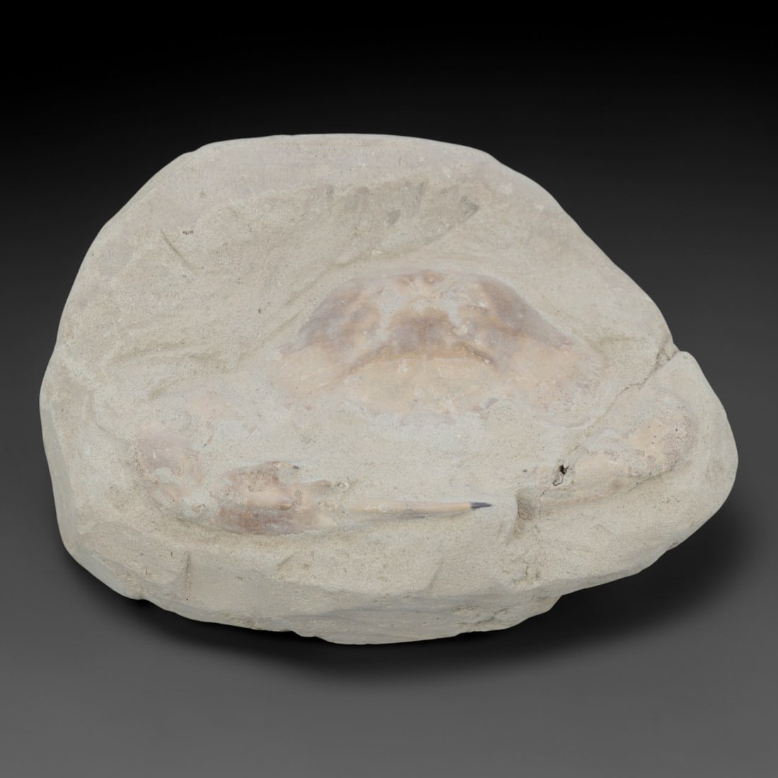 An Indonesian Crab Fossil Specimen in Matrix, 32FV (1 of 1)