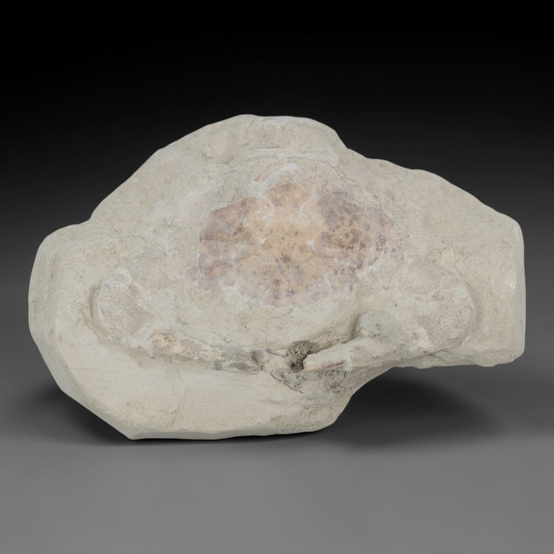 An Indonesian Crab Fossil Specimen in Matrix, 44FV: The specimen consists of a fossilized crab preserved in a light beige, sandy matrix, with the carapace and limbs partially exposed. The crab's exoskeleton exhibits a darker, purplish-brown hue, with v