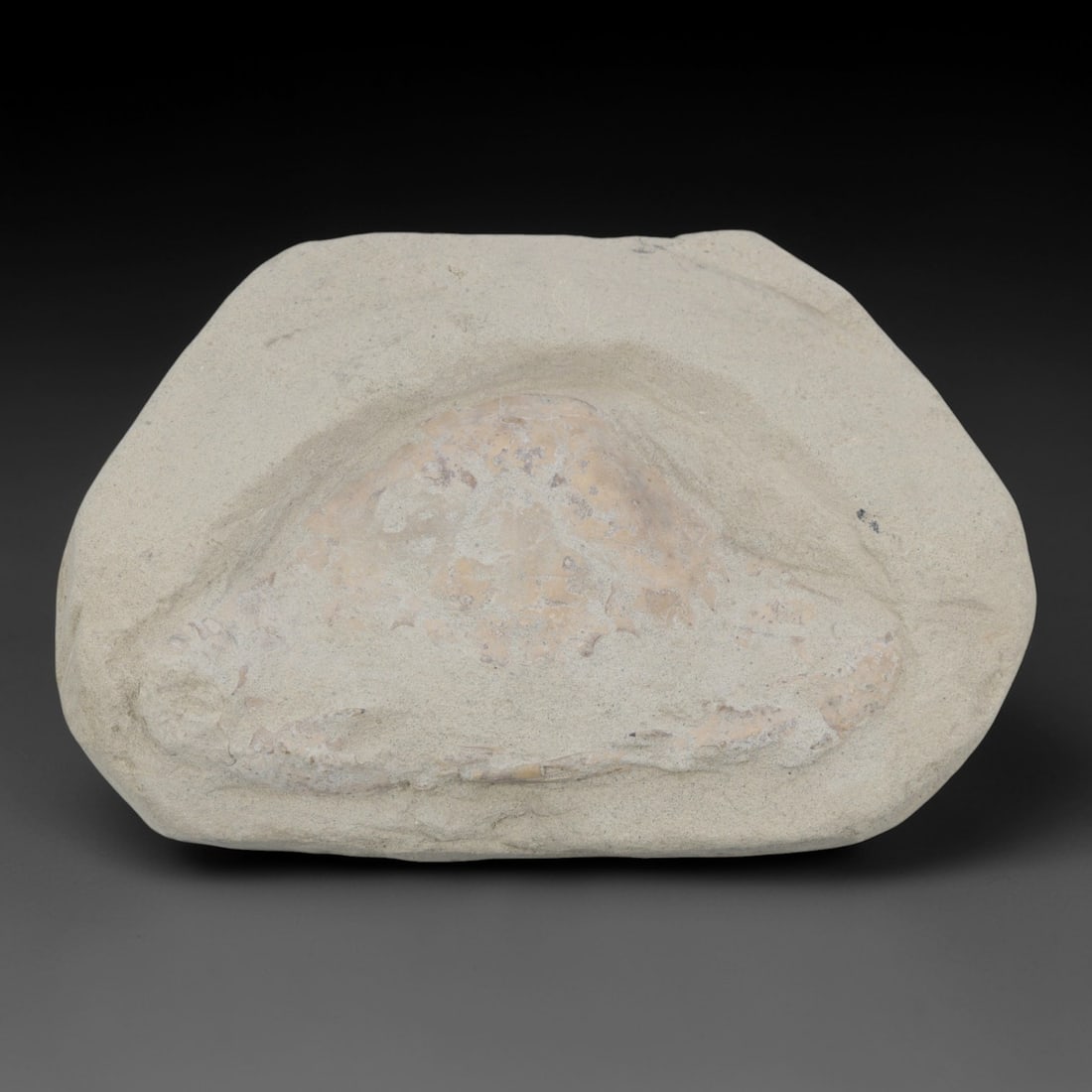 An Indonesian Crab Fossil Specimen in Matrix, 45FV: The specimen consists of a fossilized crab preserved in a light beige, sandy matrix, with the carapace and limbs partially exposed. The crab's exoskeleton exhibits a darker, purplish-brown hue, with v