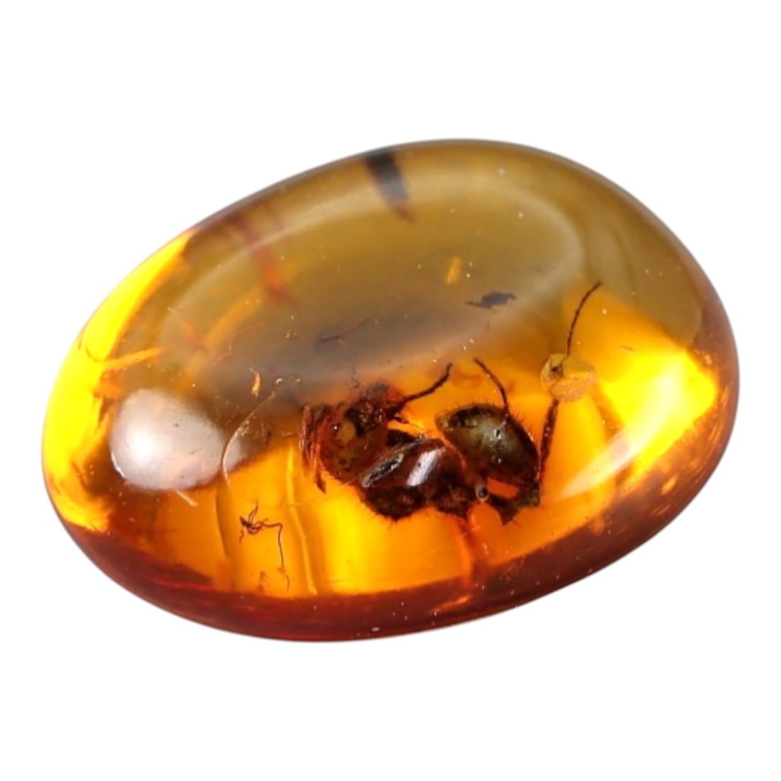 0.77 Carats Honey Amber Cabochon with Insect Inclusion - Natural Baltic Stone, LZ82: This extraordinary 0.77 carat amber cabochon, measuring 8.8mm x 7.0mm x 4.0mm, is a breathtaking piece of prehistoric natural history. Polished into a smooth oval cabochon, the warm, golden honey-colo