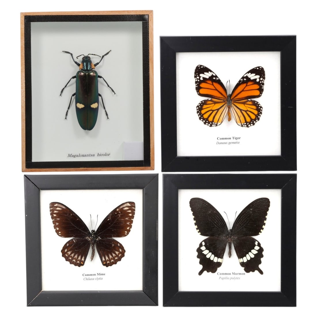 Lot of 4 Framed Entomological Specimens, 92AC: The group comprises four framed entomological specimens, each mounted in a shadowbox frame with a white mat and labeled with the species name. The lot includes one jewel beetle (Megaloxantsa bicolor) 