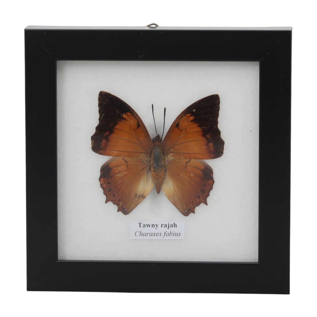 A Framed Mounted Tawny Rajah Butterfly Specimen, 52ZG: The specimen consists of a preserved adult Charaxes fabius butterfly, mounted under glass within a black wooden frame. The butterfly displays its characteristic tawny-orange wings, with the forewings 