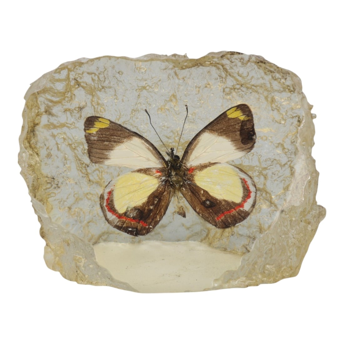 Resin-Encased Butterfly Specimen - Decorative Display, 25ZN: This decorative piece features a butterfly specimen encased in a translucent resin block with a naturally textured, irregular edge. The butterfly displays distinct wing patterns: white forewings with 
