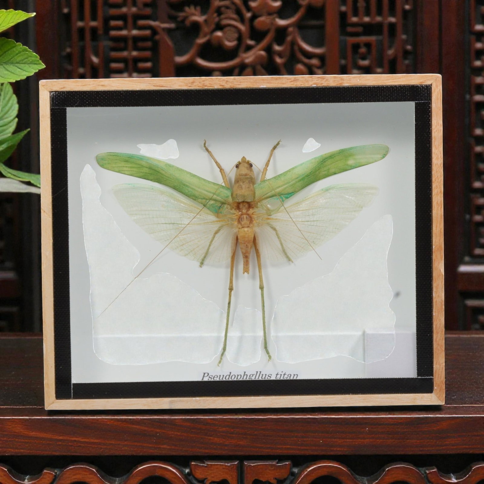 Framed Pseudophyllus titan - Giant Titan Katydid Specimen Display, 23ZN (1 of 1)