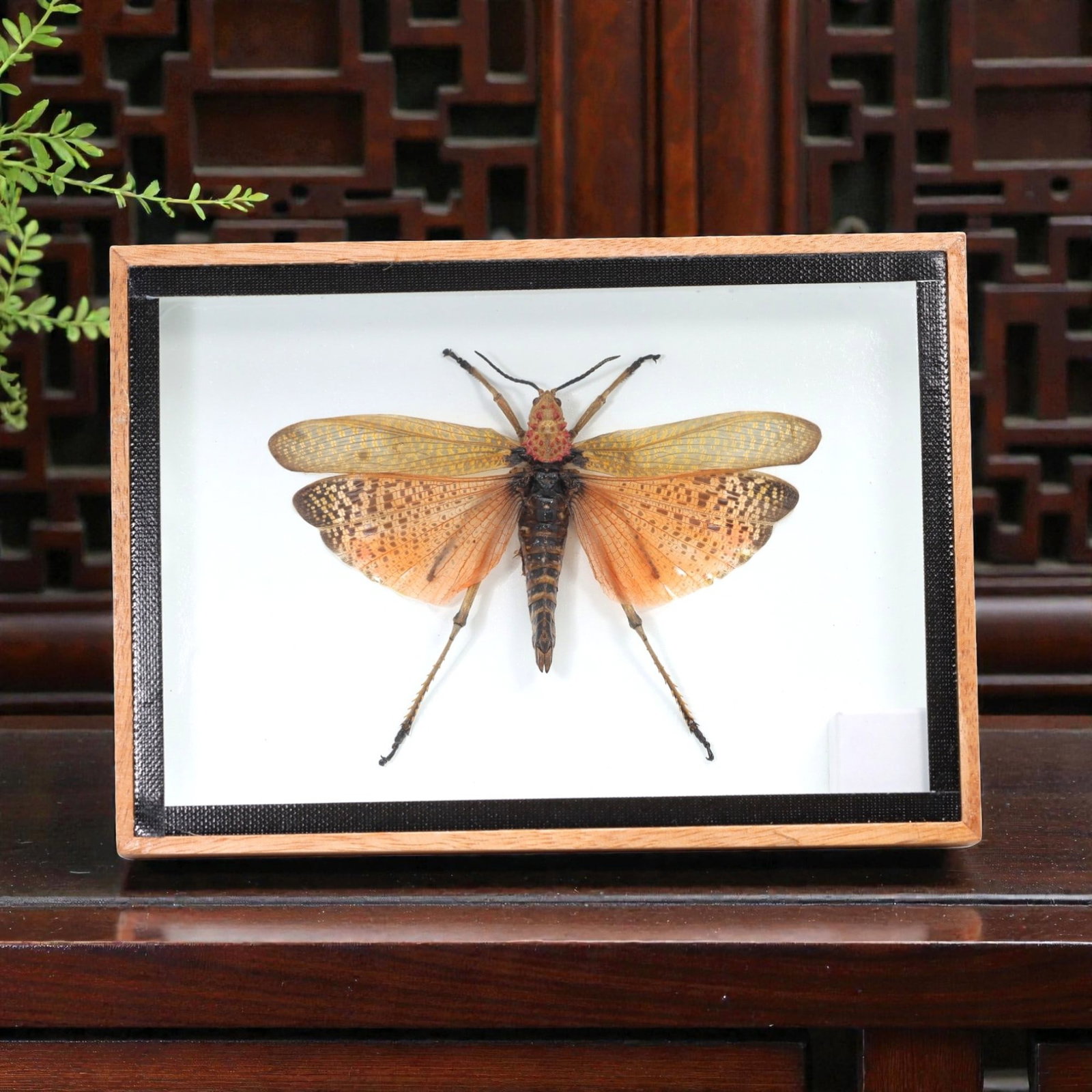 Framed Phymateus Saxosus - Rainbow Milkweed Locust Specimen Display, 13ZN (1 of 1)