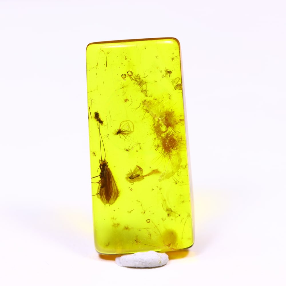 *4.83cts Natural Million Year Old Baltic Insect Amber, 23x11mm , 13C (1 of 3)