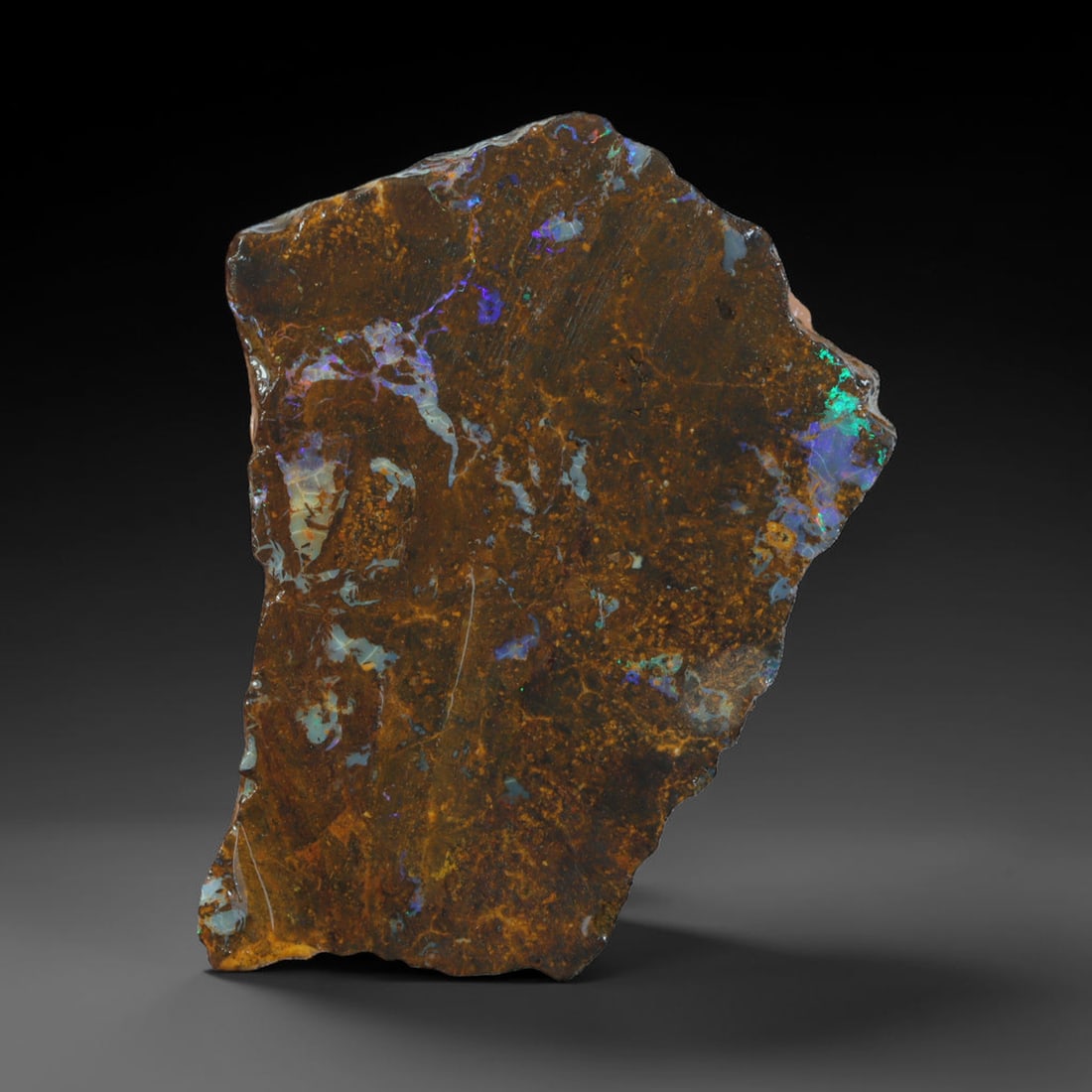 35.65ct Natural Australian Queensland Boulder Opal Sliced Slab Cutting Rough, 19AX: Natural sliced slab rough of Queensland boulder opal cutting grade, featuring rich color ironstone matrix with patterns. The face clearly reveals extensive opal veining and pocket formations running t