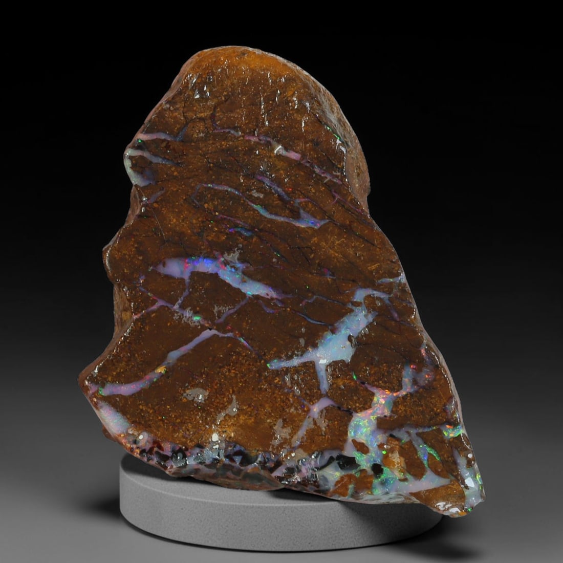 25.77ct Natural Australian Queensland Boulder Opal Sliced Slab Cutting Rough, 100AX: Natural sliced slab rough of Queensland boulder opal cutting grade, featuring rich color ironstone matrix with patterns. The face clearly reveals extensive opal veining and pocket formations running t