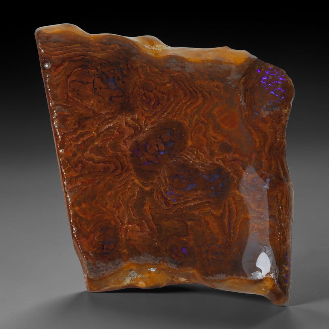 48.23ct Natural Australian Queensland Boulder Opal Sliced Slab Cutting Rough, 26AY: Natural sliced slab rough of Queensland boulder opal cutting grade, featuring rich color ironstone matrix with patterns. The face clearly reveals extensive opal veining and pocket formations running t