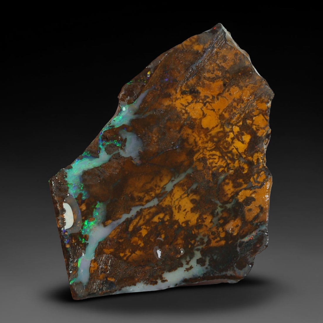 18.40ct Natural Australian Queensland Boulder Opal Sliced Slab Cutting Rough, 55AY: Natural sliced slab rough of Queensland boulder opal cutting grade, featuring rich color ironstone matrix with patterns. The face clearly reveals extensive opal veining and pocket formations running t
