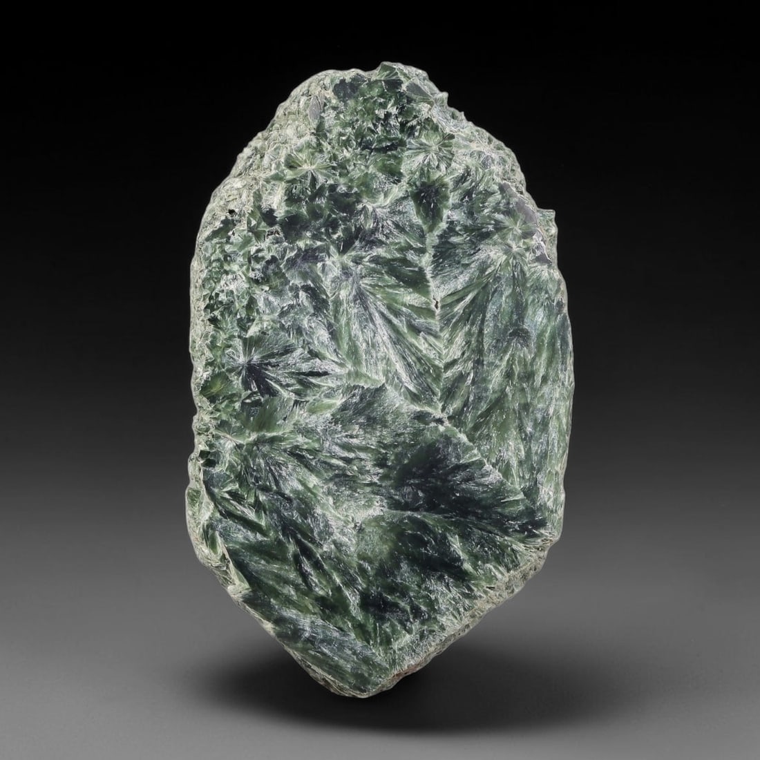 100ct Natural Siberian Seraphinite Polished Rough Slab, 29AR: This polished mineral slab is natural seraphinite originating from Siberian deposits, displaying characteristic radiating crystalline fibrous formations with layered deep forest and silvery green band