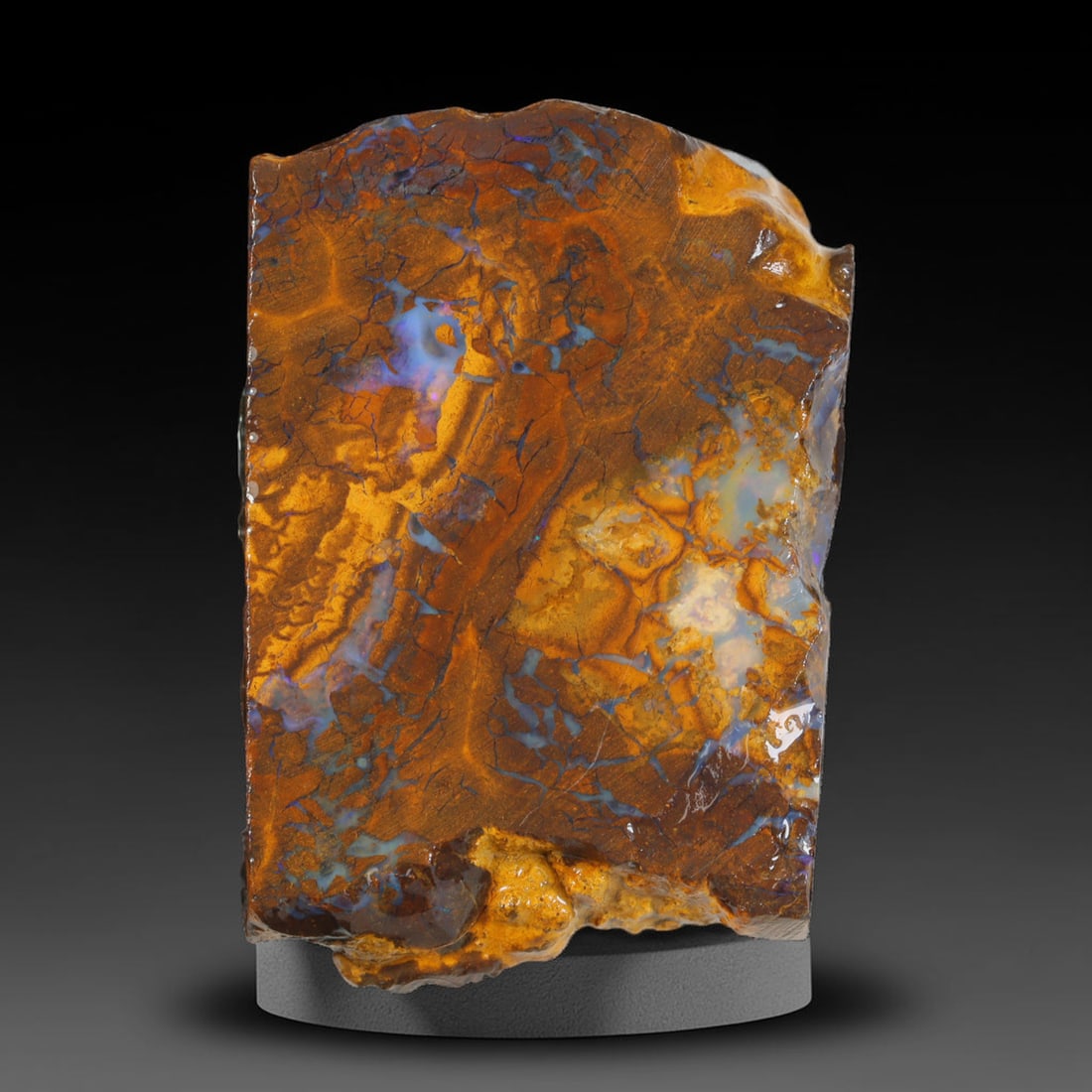 61.17ct Natural Australian Queensland Boulder Opal Sliced Slab Cutting Rough, 100AV: Natural sliced slab rough of Queensland boulder opal cutting grade, featuring rich color ironstone matrix with patterns. The face clearly reveals extensive opal veining and pocket formations running t