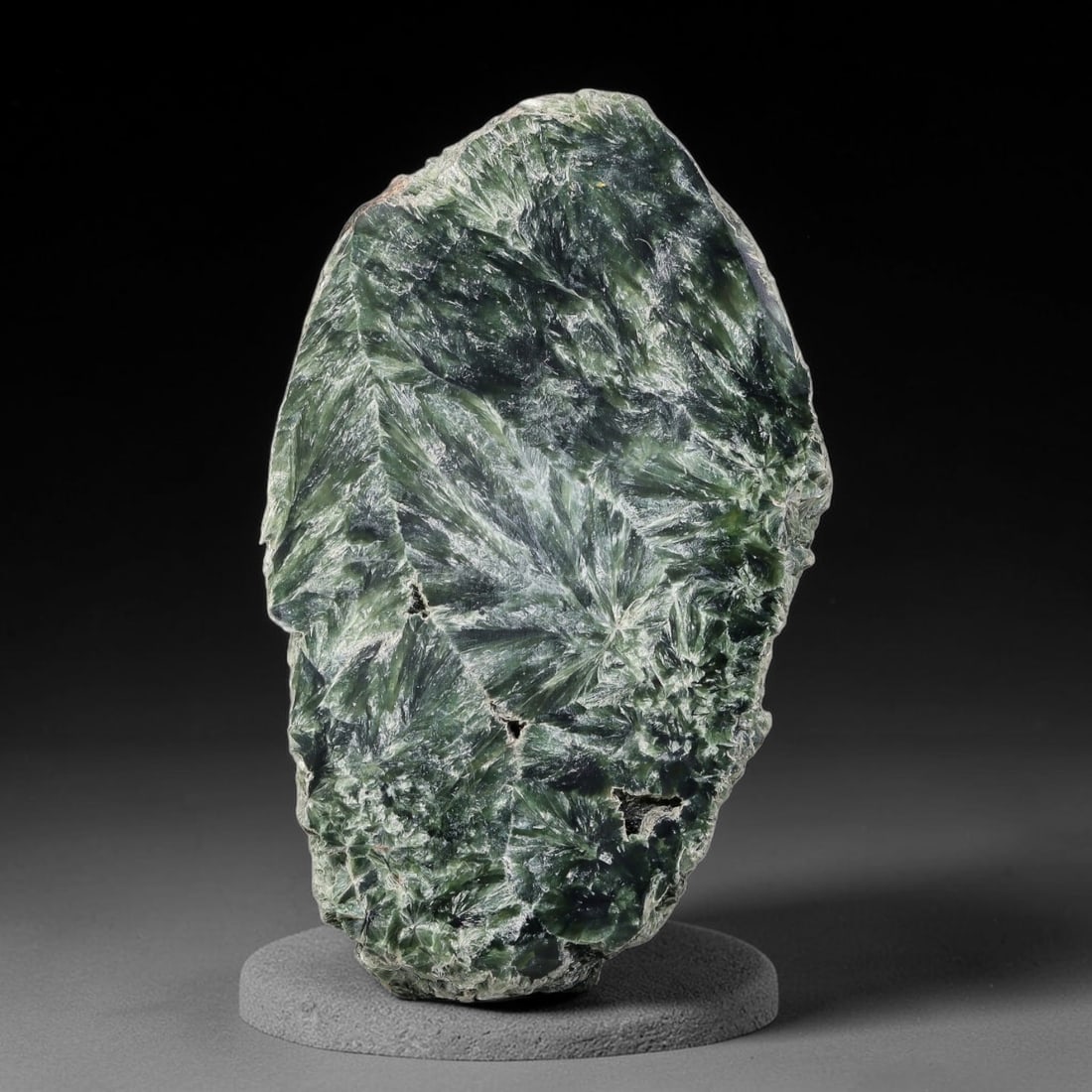 100ct Natural Siberian Seraphinite Polished Rough Slab, 46AR: This polished mineral slab is natural seraphinite originating from Siberian deposits, displaying characteristic radiating crystalline fibrous formations with layered deep forest and silvery green band
