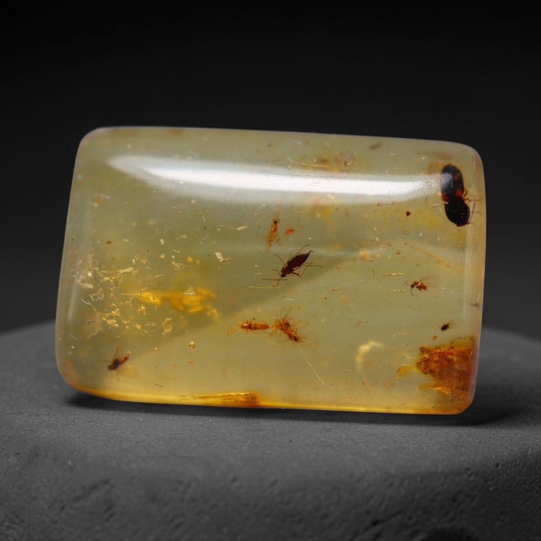 7.46ct Natural Baltic Amber Cabochon with Fossil Insect Inclusions Loose Gemstone, 57BY: This polished cabochon is genuine natural Baltic amber, featuring well-preserved fossilised ancient insect inclusions suspended within its warm golden-yellow resin matrix. Subtle organic plant debris 