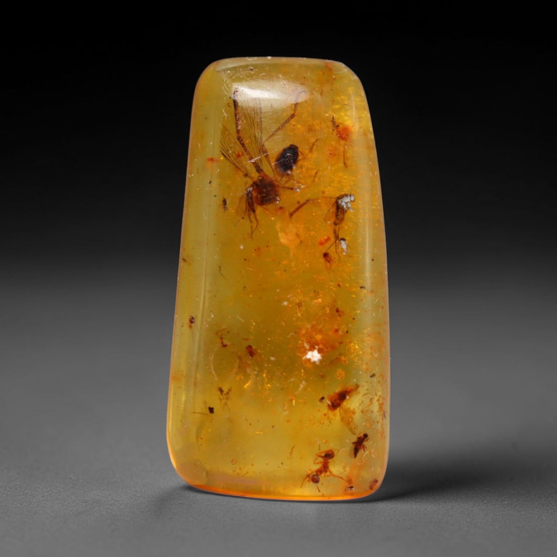 8.45ct Natural Baltic Amber Cabochon with Fossil Insect Inclusions Loose Gemstone, 36BY: This polished cabochon is genuine natural Baltic amber, featuring well-preserved fossilised ancient insect inclusions suspended within its warm golden-yellow resin matrix. Subtle organic plant debris 