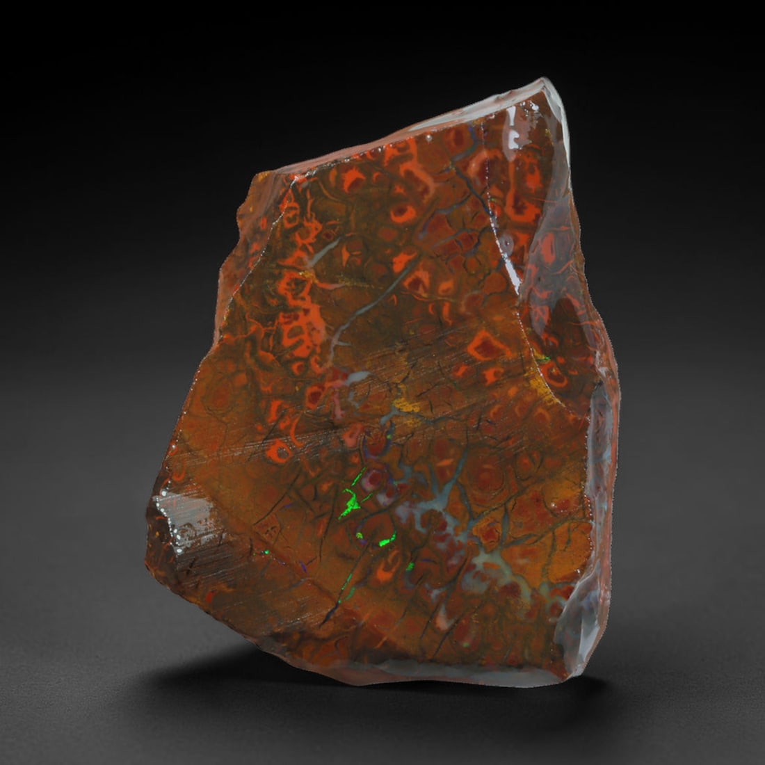28.40ct Natural Australian Queensland Boulder Opal Sliced Slab Cutting Rough, 18AX: Natural sliced slab rough of Queensland boulder opal cutting grade, featuring rich color ironstone matrix with patterns. The face clearly reveals extensive opal veining and pocket formations running t