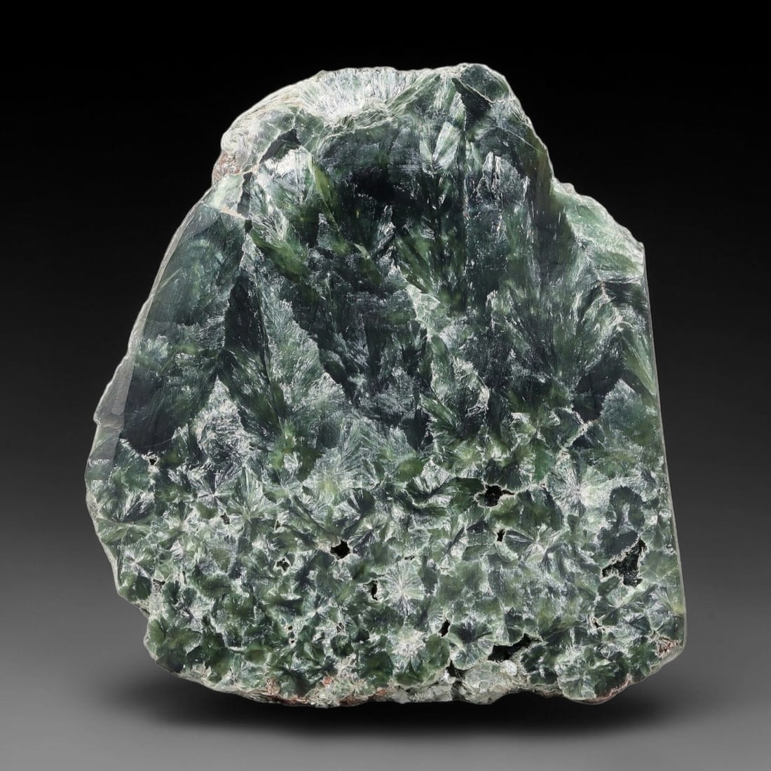 95ct Natural Siberian Seraphinite Polished Rough Slab, 48AR: This polished mineral slab is natural seraphinite originating from Siberian deposits, displaying characteristic radiating crystalline fibrous formations with layered deep forest and silvery green band