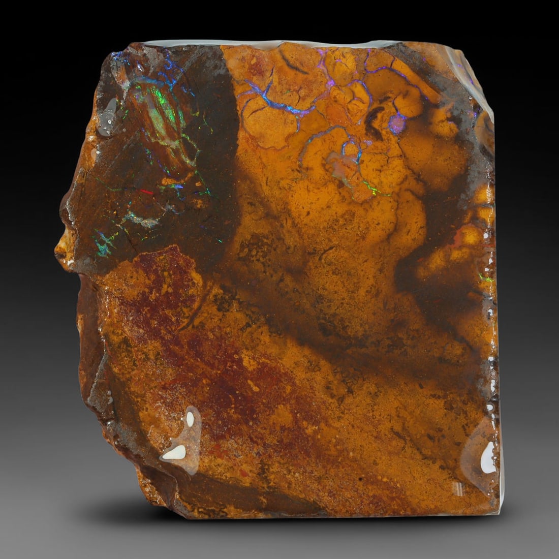 71.37ct Natural Australian Queensland Boulder Opal Sliced Slab Cutting Rough, 12AY: Natural sliced slab rough of Queensland boulder opal cutting grade, featuring rich color ironstone matrix with patterns. The face clearly reveals extensive opal veining and pocket formations running t