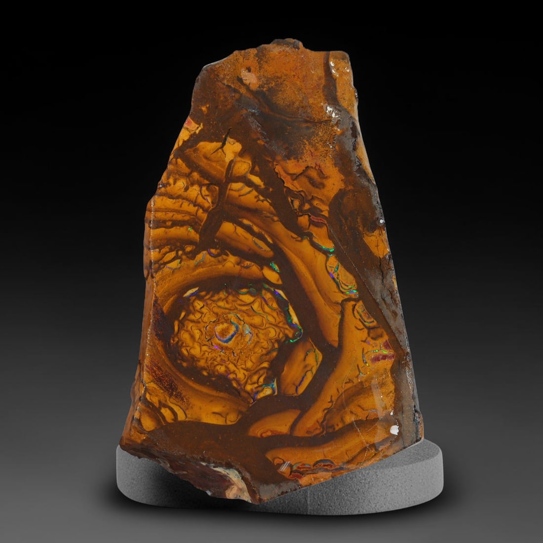 65.38ct Natural Australian Queensland Boulder Opal Sliced Slab Cutting Rough, 47AY: Natural sliced slab rough of Queensland boulder opal cutting grade, featuring rich color ironstone matrix with patterns. The face clearly reveals extensive opal veining and pocket formations running t