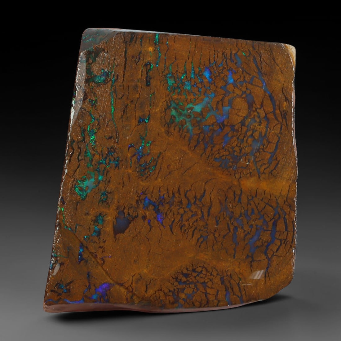 42.86ct Natural Australian Queensland Boulder Opal Sliced Slab Cutting Rough, 61AX: Natural sliced slab rough of Queensland boulder opal cutting grade, featuring rich color ironstone matrix with patterns. The face clearly reveals extensive opal veining and pocket formations running t