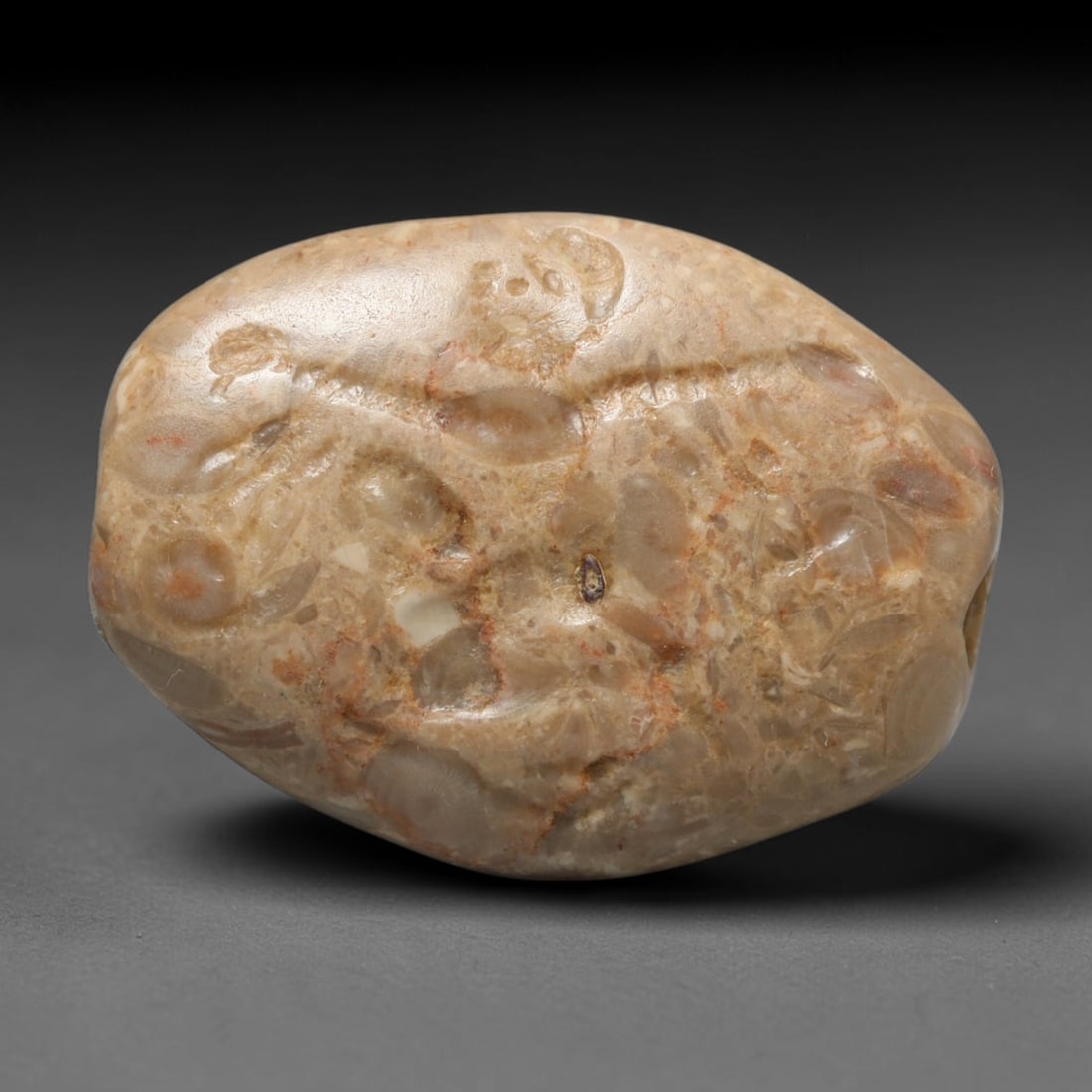 Ancient Sasanian Persian Empire Fossil Limestone Intaglio Bead (224-651 CE), 99EC: This intaglio bead is crafted from fossil limestone featuring prominent embedded marine fossil formations, originating from the Sasanian Persian Empire. The surface carries a shallow incised figural i