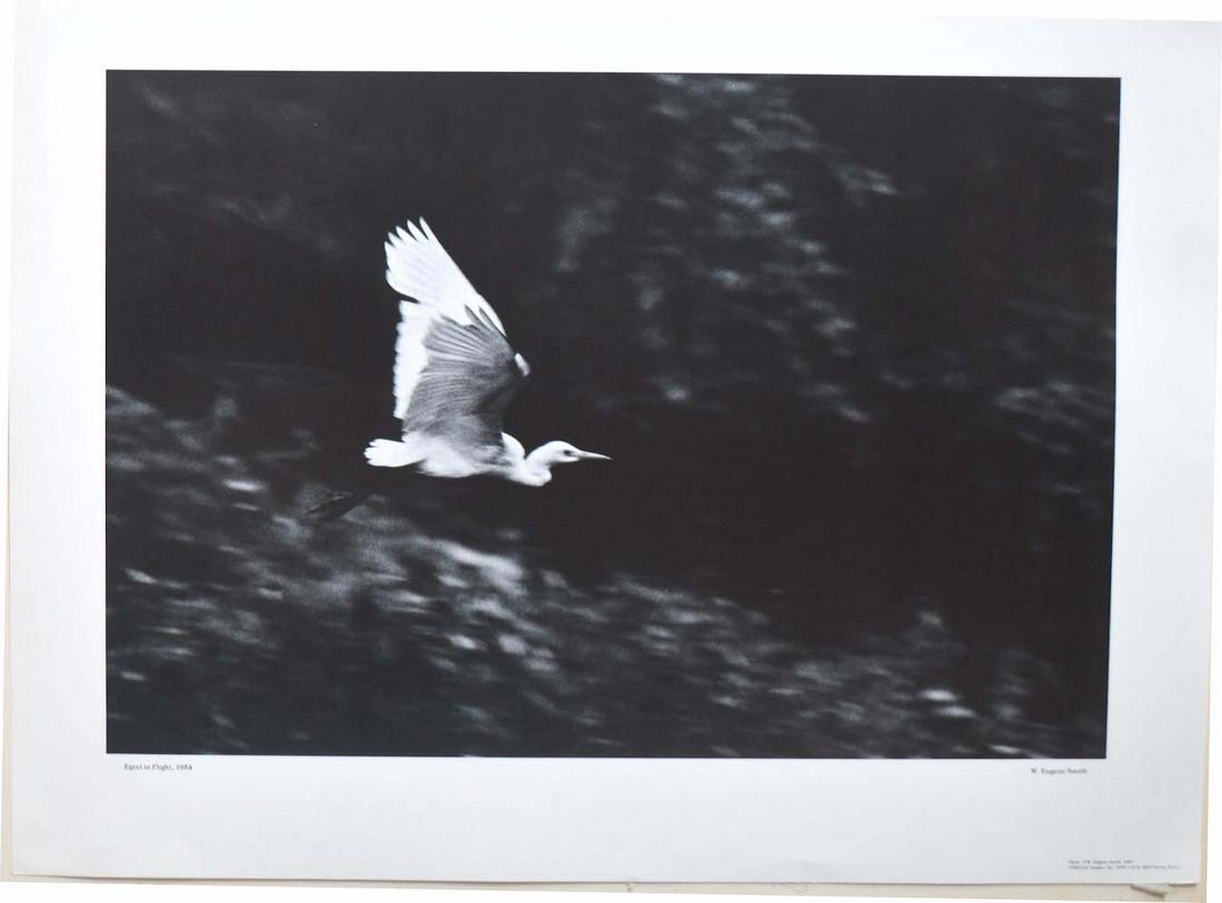 W. EUGENE SMITH - "EGRET IN FLIGHT, 1954": W. EUGENE SMITH - "EGRET IN FLIGHT, 1954", 1979, 17 X 24, GOOD CONDITION