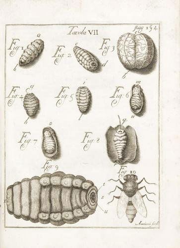 Scienze naturali - Vallisneri, Antonio. Esperien: Scienze naturali - Vallisneri, Antonio. Esperienze ed osservazioni intorno all'origine, sviluppi, e costumi di varj insetti, con altre spettanti alla naturale, e medica storia...Padova, G. Ma