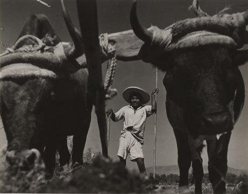 Leo Matiz (1917-1998) Trabajando la tierra. Boli