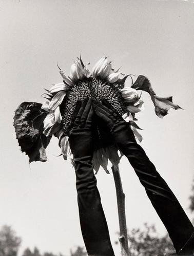 Robert Doisneau (1912-1994) Tournesol, ca. 1960: Robert Doisneau (1912-1994) Tournesol, ca. 1960Gelatin silver print. Credit stamp on the verso. 30.2 x 23.8 cm. (11 7/8 x 9 1/4 in.)(1)