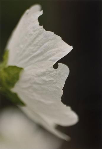 Thomas Struth (b. 1954) Pflanze n.6, Malve, Winter: Thomas Struth (b. 1954) Pflanze n.6, Malve, Winterthur, 1992Chromogenic print, printed 1994. Signed, titled, dated and numbered 3/10 in pencil on the verso. cm 58 x 40,5 (22.8 x 15.9 in.) Prov