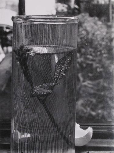 Josef Sudek (1896-1976) Nature morte à la rose, 19: Josef Sudek (1896-1976) Nature morte à la rose, 1954Gelatin silver print, printed ca. 1974. Titled and dated in pencil in an unknown hand, Galleria il Diaframma Canon's stamp on the verso. cm