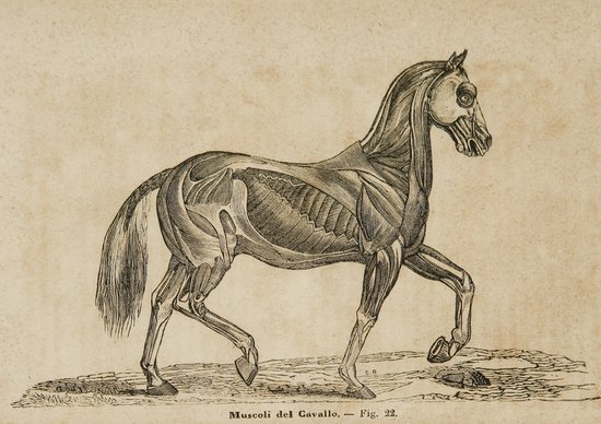 Zoologia - Griffini, Ciro Il dottore dei cavalli.: Zoologia - Griffini, Ciro Il dottore dei cavalli.Milano, Oliva, 1873. Con illustrazioni, e altre 7 opere, tra le quali Charls Darwin, L'origine dell'uomo. Torino, L'unione tipografica, 1871.(8