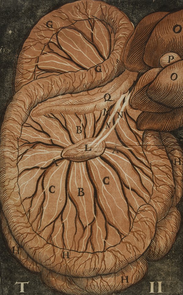 Medicina - Aselli, Gaspare De lactibus siue lactei: [Milano, Gianbattista Bidelli, 1627]. In 4°. Ritratto dell’autore inciso da F. Bassano, tre di quattro tavole anatomiche a colori ripiegate ad inizio volume, assente il frontespizio, gore d’umidi