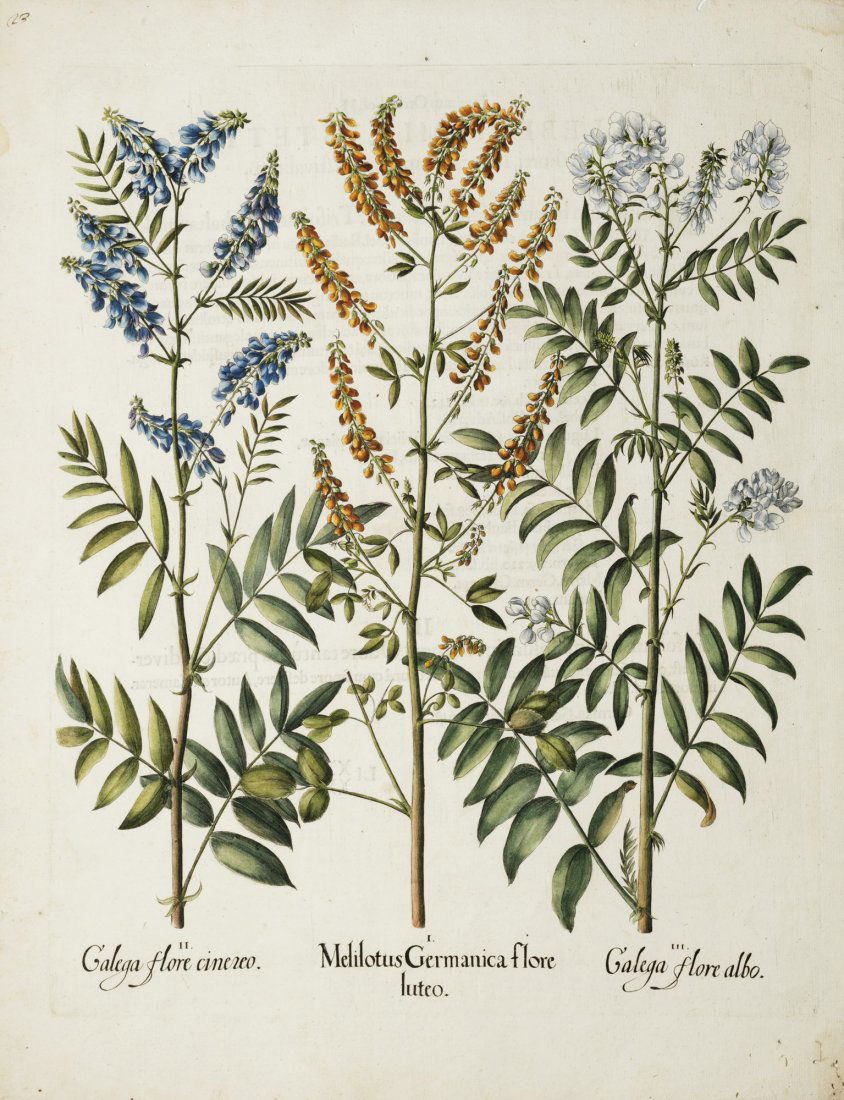 Botanica - Besler, Basilius (1 of 1)