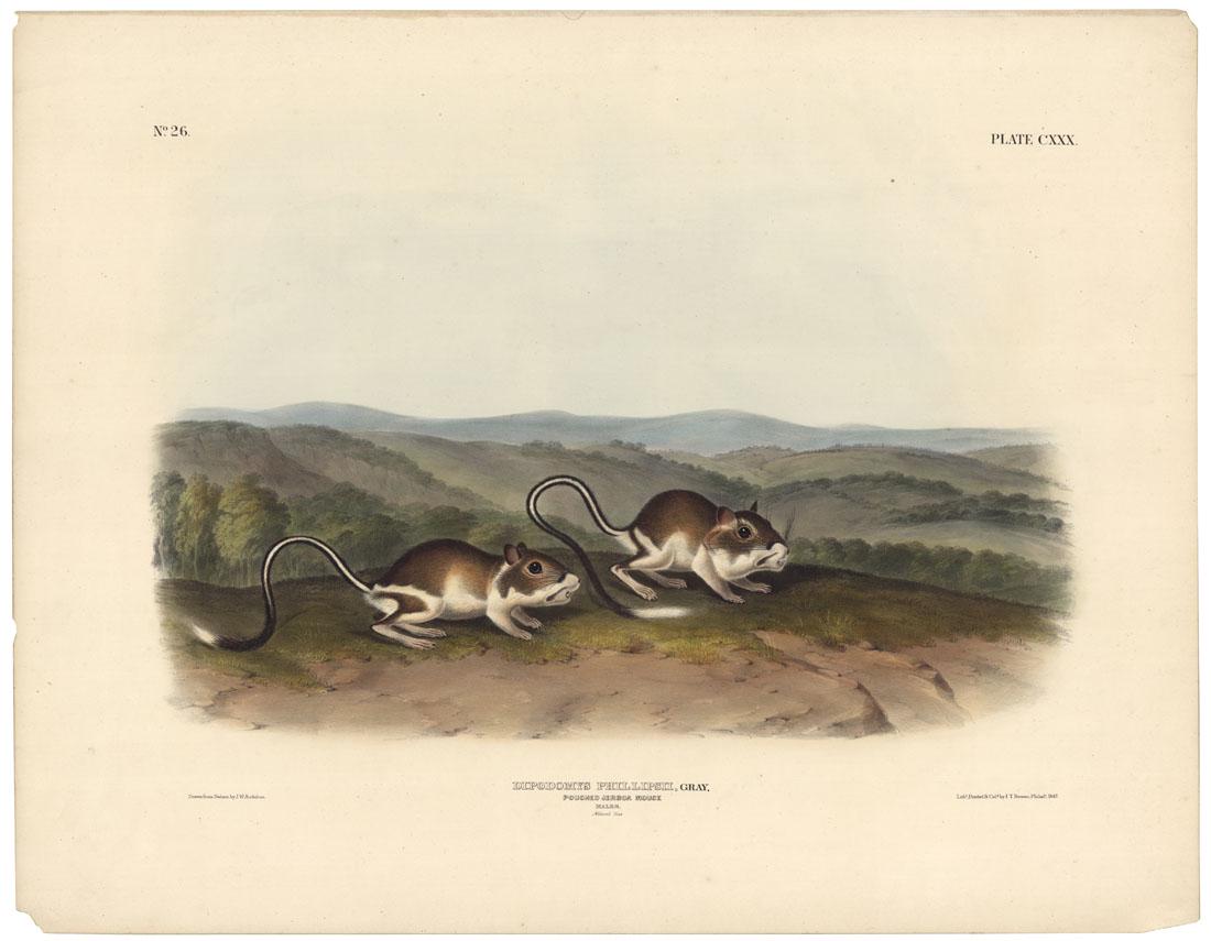 Audubon, Jerboa Mouse, Lithograph Imperial (1 of 5)